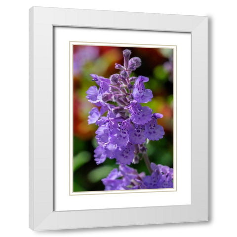 Catmint White Modern Wood Framed Art Print with Double Matting by Engelbrecht, Lisa S.