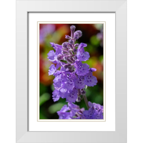 Catmint White Modern Wood Framed Art Print with Double Matting by Engelbrecht, Lisa S.
