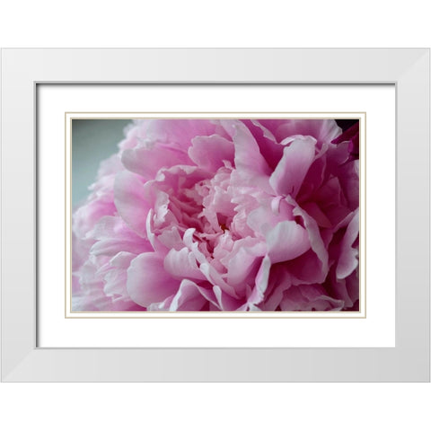 Pink Peony White Modern Wood Framed Art Print with Double Matting by Engelbrecht, Lisa S.
