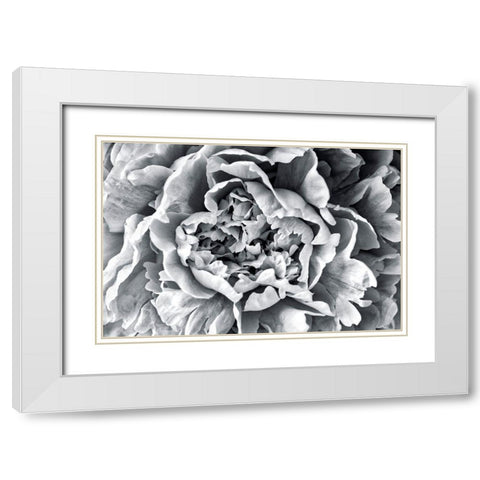 Black and White Peony White Modern Wood Framed Art Print with Double Matting by Engelbrecht, Lisa S.