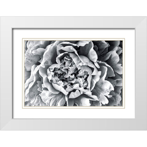 Black and White Peony White Modern Wood Framed Art Print with Double Matting by Engelbrecht, Lisa S.