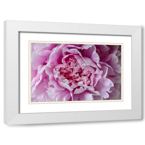 Pink Peony White Modern Wood Framed Art Print with Double Matting by Engelbrecht, Lisa S.