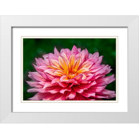 Pink and Yellow Dahlia White Modern Wood Framed Art Print with Double Matting by Engelbrecht, Lisa S.