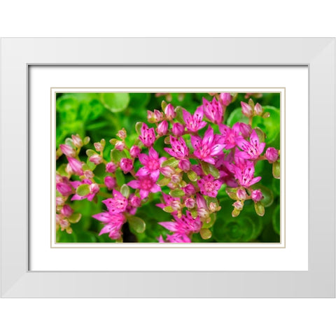 Pink Flowering Sedum White Modern Wood Framed Art Print with Double Matting by Engelbrecht, Lisa S.