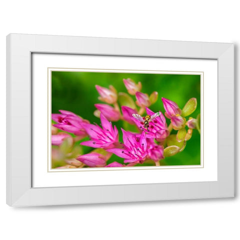 Hover Fly on Pink Flowering Sedum White Modern Wood Framed Art Print with Double Matting by Engelbrecht, Lisa S.