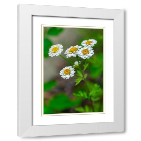 White Feverfew White Modern Wood Framed Art Print with Double Matting by Engelbrecht, Lisa S.
