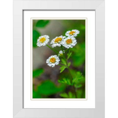White Feverfew White Modern Wood Framed Art Print with Double Matting by Engelbrecht, Lisa S.