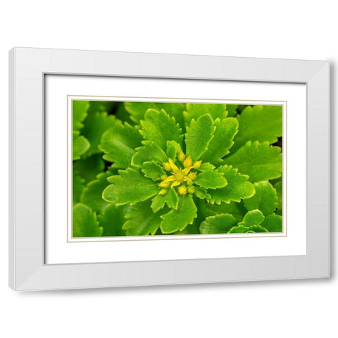 Flowering Stonecrop White Modern Wood Framed Art Print with Double Matting by Engelbrecht, Lisa S.