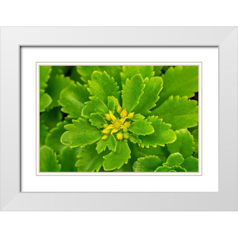 Flowering Stonecrop White Modern Wood Framed Art Print with Double Matting by Engelbrecht, Lisa S.