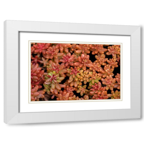 Redberry-Sedum White Modern Wood Framed Art Print with Double Matting by Engelbrecht, Lisa S.