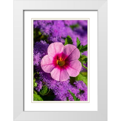 Pink Petunia and purple Bluemink White Modern Wood Framed Art Print with Double Matting by Engelbrecht, Lisa S.