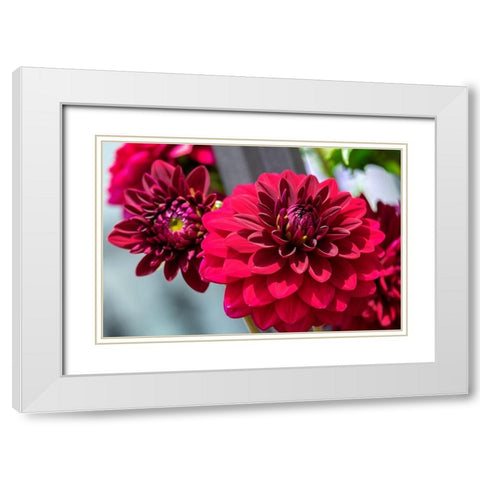 Red Dahlia White Modern Wood Framed Art Print with Double Matting by Engelbrecht, Lisa S.