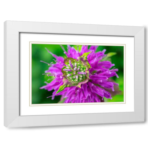 Beebalm White Modern Wood Framed Art Print with Double Matting by Engelbrecht, Lisa S.