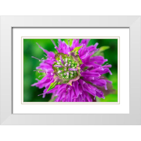 Beebalm White Modern Wood Framed Art Print with Double Matting by Engelbrecht, Lisa S.