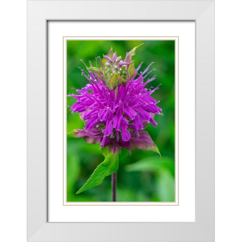 Beebalm White Modern Wood Framed Art Print with Double Matting by Engelbrecht, Lisa S.