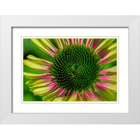 Coneflower White Modern Wood Framed Art Print with Double Matting by Engelbrecht, Lisa S.