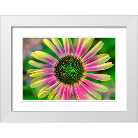 Coneflower White Modern Wood Framed Art Print with Double Matting by Engelbrecht, Lisa S.