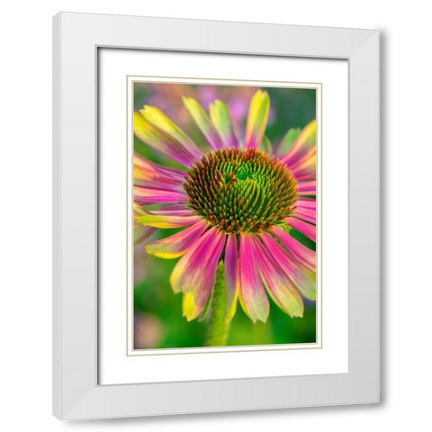 Coneflower White Modern Wood Framed Art Print with Double Matting by Engelbrecht, Lisa S.