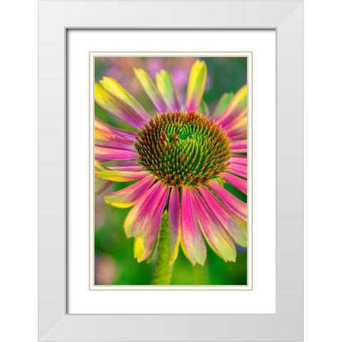 Coneflower White Modern Wood Framed Art Print with Double Matting by Engelbrecht, Lisa S.