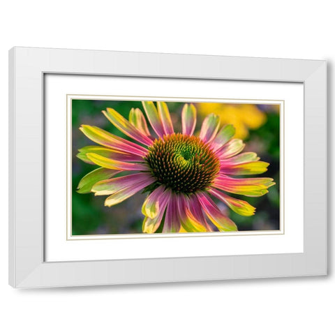 Coneflower White Modern Wood Framed Art Print with Double Matting by Engelbrecht, Lisa S.