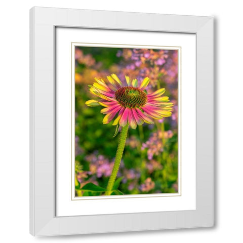 Coneflower White Modern Wood Framed Art Print with Double Matting by Engelbrecht, Lisa S.