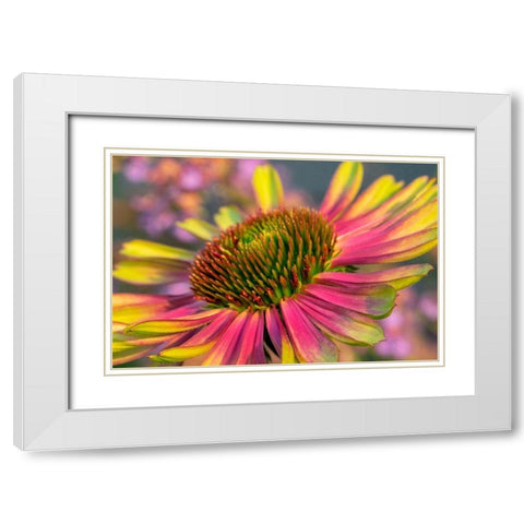Coneflower White Modern Wood Framed Art Print with Double Matting by Engelbrecht, Lisa S.