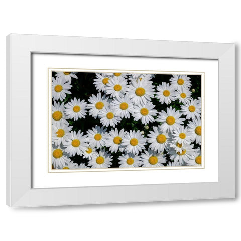 Oxeye Daisy White Modern Wood Framed Art Print with Double Matting by Engelbrecht, Lisa S.
