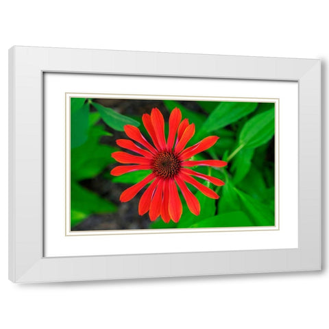 Coneflower White Modern Wood Framed Art Print with Double Matting by Engelbrecht, Lisa S.