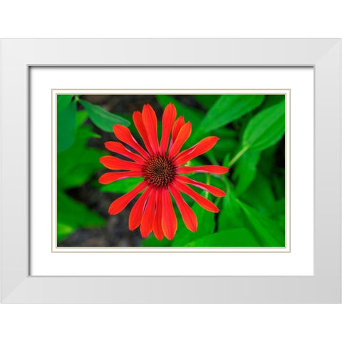 Coneflower White Modern Wood Framed Art Print with Double Matting by Engelbrecht, Lisa S.