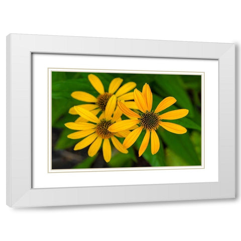 Coneflower White Modern Wood Framed Art Print with Double Matting by Engelbrecht, Lisa S.