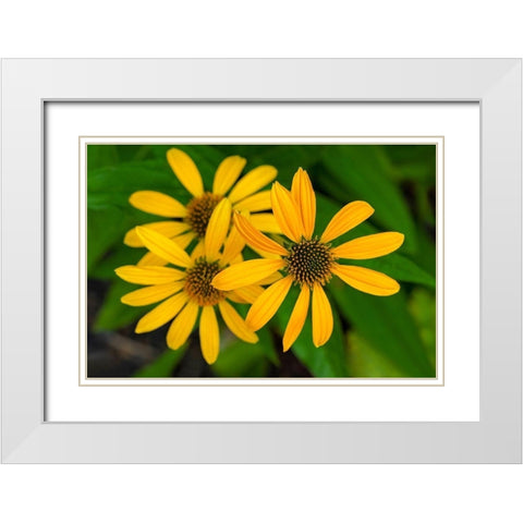 Coneflower White Modern Wood Framed Art Print with Double Matting by Engelbrecht, Lisa S.