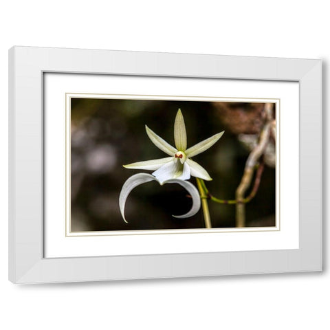 A rare Ghost orchid grows only in swamps in south Florida White Modern Wood Framed Art Print with Double Matting by Richardson, Larry