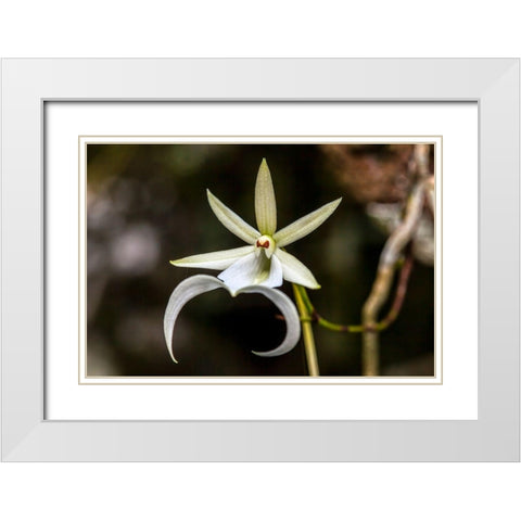 A rare Ghost orchid grows only in swamps in south Florida White Modern Wood Framed Art Print with Double Matting by Richardson, Larry