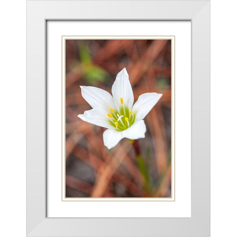 Rain lilies are one of the first flowers to emerge after a forest fire White Modern Wood Framed Art Print with Double Matting by Richardson, Larry