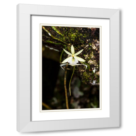 A rare Ghost orchid grows only in swamps in south Florida White Modern Wood Framed Art Print with Double Matting by Richardson, Larry