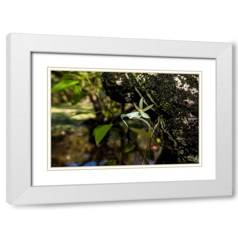 A rare Ghost orchid grows only in swamps in south Florida White Modern Wood Framed Art Print with Double Matting by Richardson, Larry