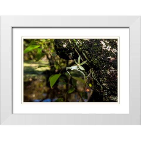 A rare Ghost orchid grows only in swamps in south Florida White Modern Wood Framed Art Print with Double Matting by Richardson, Larry