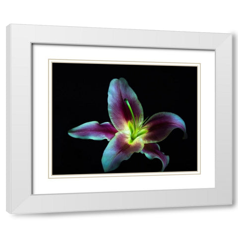 A Stargazer Lily against black background-light painted White Modern Wood Framed Art Print with Double Matting by Haddad, Sheila
