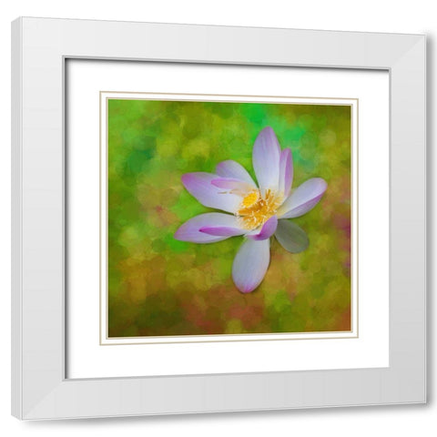 A photo painting of a waterlily White Modern Wood Framed Art Print with Double Matting by Haddad, Sheila
