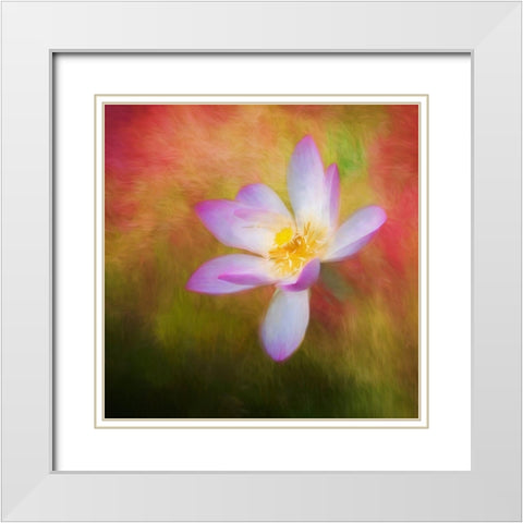 A photo painting of a waterlily White Modern Wood Framed Art Print with Double Matting by Haddad, Sheila