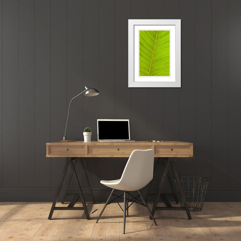 Close-up of veins in a green leaf White Modern Wood Framed Art Print with Double Matting by Haseltine, Tom