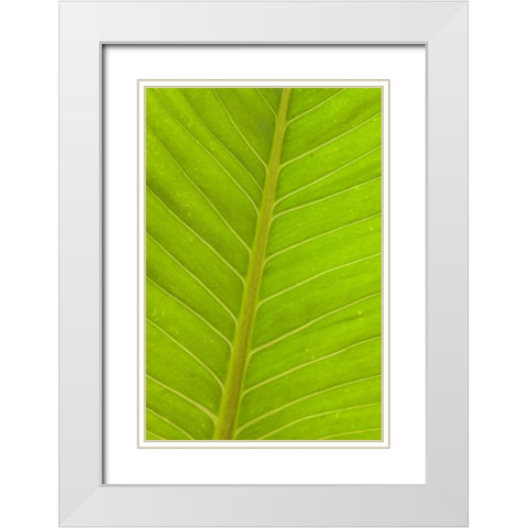 Close-up of veins in a green leaf White Modern Wood Framed Art Print with Double Matting by Haseltine, Tom