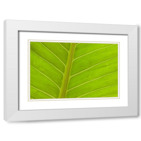 Close-up of veins in a green leaf White Modern Wood Framed Art Print with Double Matting by Haseltine, Tom