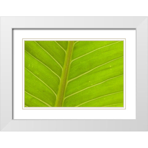 Close-up of veins in a green leaf White Modern Wood Framed Art Print with Double Matting by Haseltine, Tom