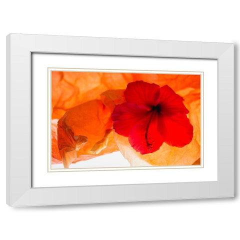 Hibiscus Flower and Tissue Paper with Light White Modern Wood Framed Art Print with Double Matting by Beraldo, Zandina Muench