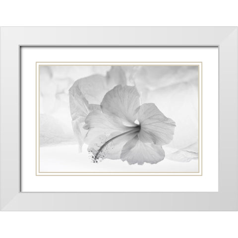 Hibiscus Flower and Tissue Paper with Light White Modern Wood Framed Art Print with Double Matting by Beraldo, Zandina Muench