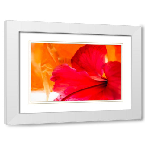 Hibiscus Flower and Tissue Paper with Light White Modern Wood Framed Art Print with Double Matting by Beraldo, Zandina Muench