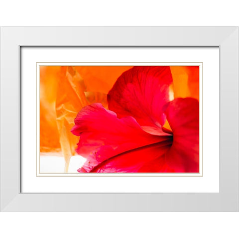Hibiscus Flower and Tissue Paper with Light White Modern Wood Framed Art Print with Double Matting by Beraldo, Zandina Muench