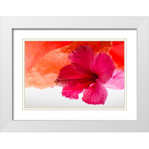 Hibiscus Flower and Tissue Paper with Light White Modern Wood Framed Art Print with Double Matting by Beraldo, Zandina Muench
