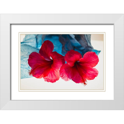 Hibiscus Flower and Tissue Paper with Light White Modern Wood Framed Art Print with Double Matting by Beraldo, Zandina Muench
